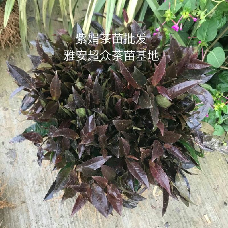 四川茶苗，茶叶苗批发，福选九号茶苗，蒙山九号茶苗