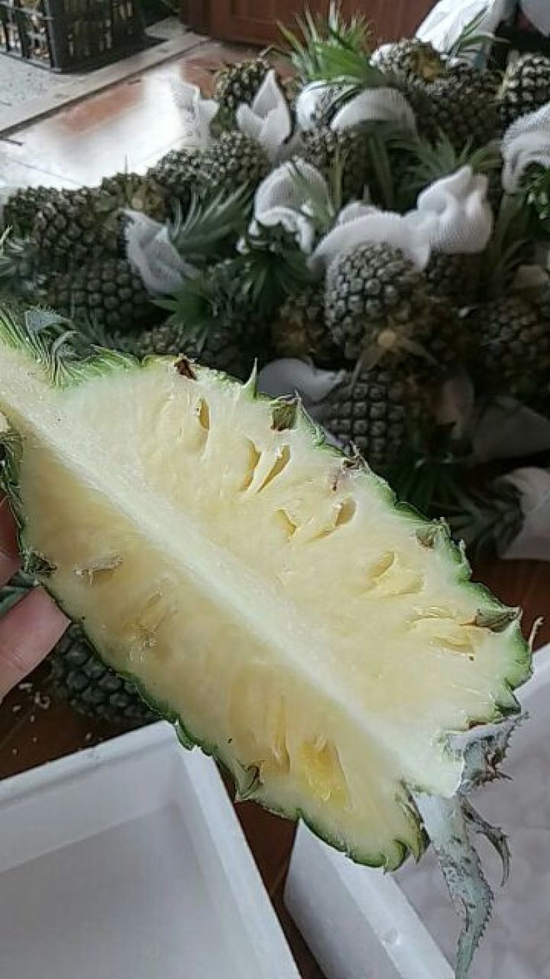 精品菠萝大量批发