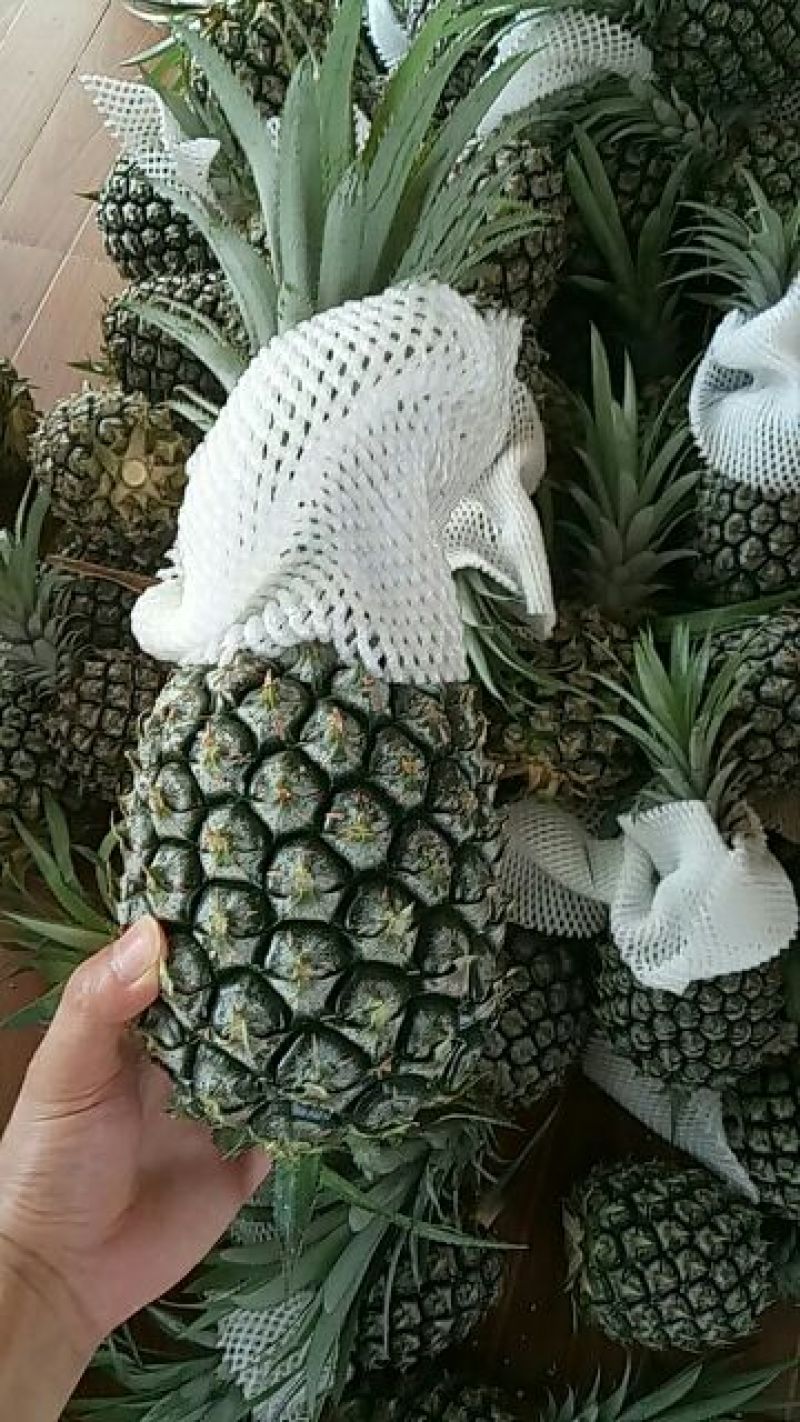 精品菠萝大量批发