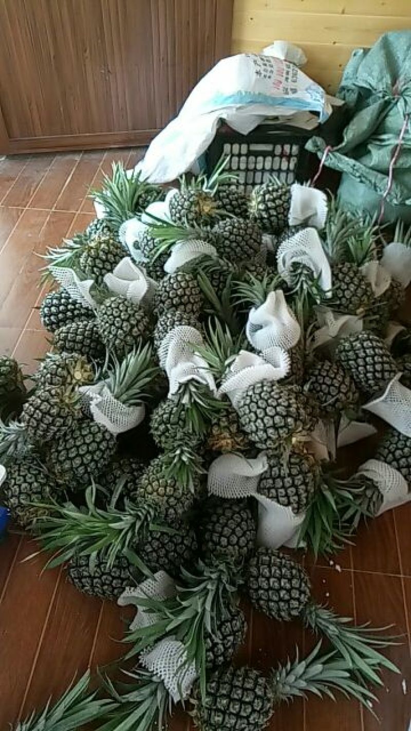 精品菠萝大量批发