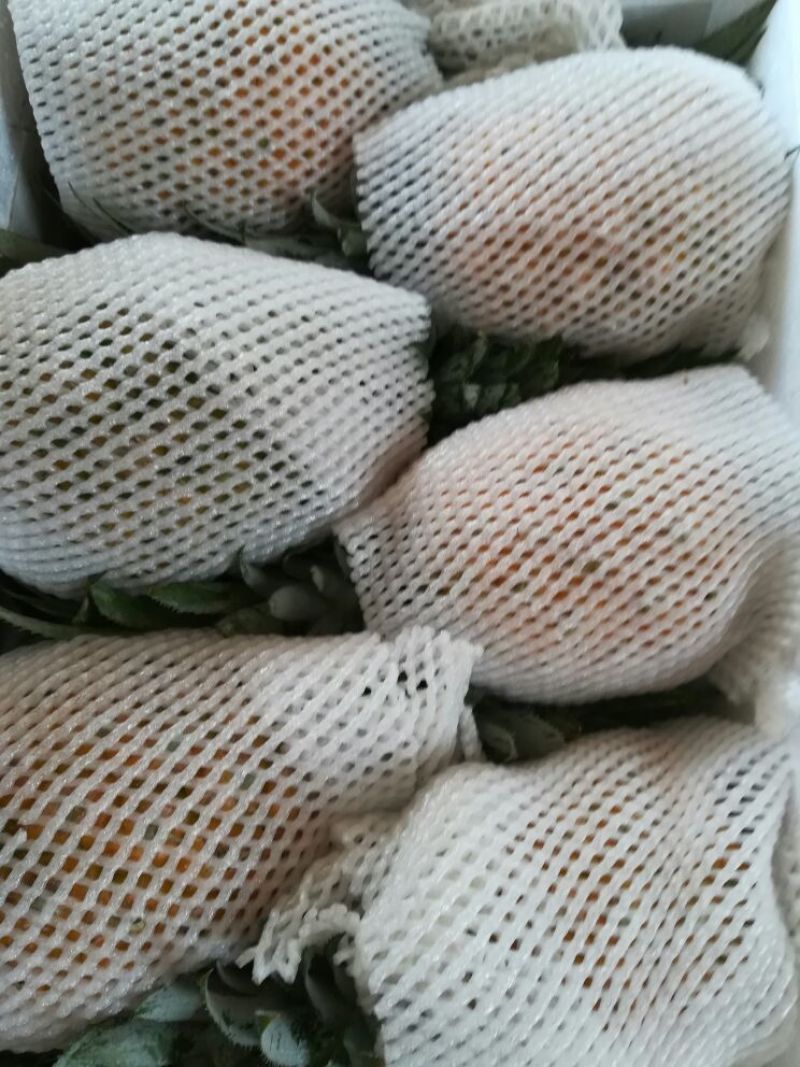 精品菠萝大量批发