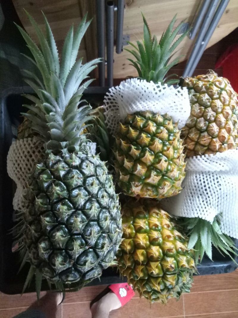精品菠萝大量批发