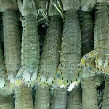 皮皮虾