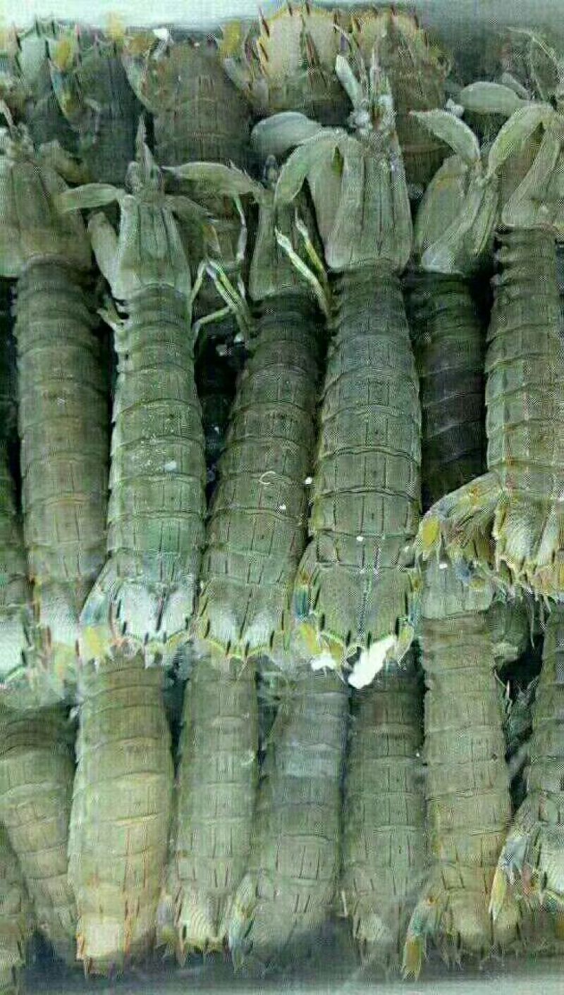 皮皮虾