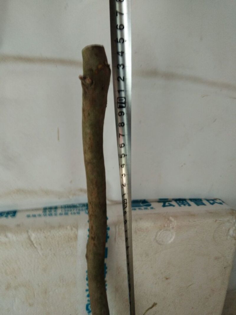 迎红杜鹃苗下山桩，十棵包邮