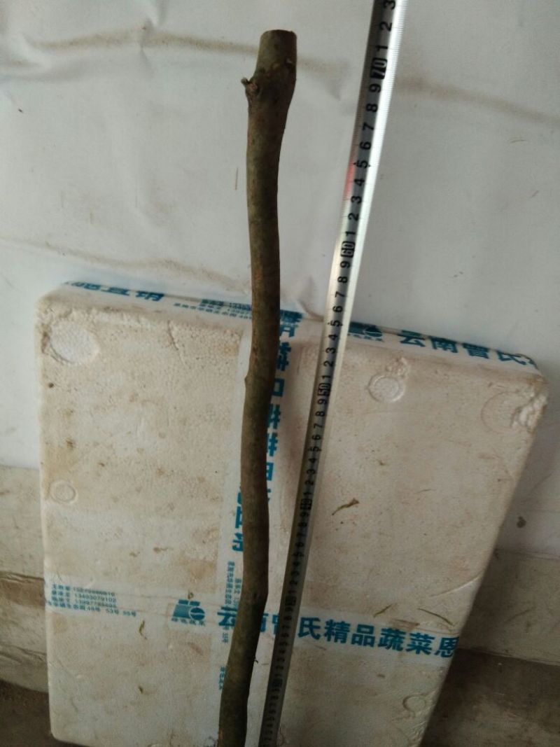 迎红杜鹃苗下山桩，十棵包邮