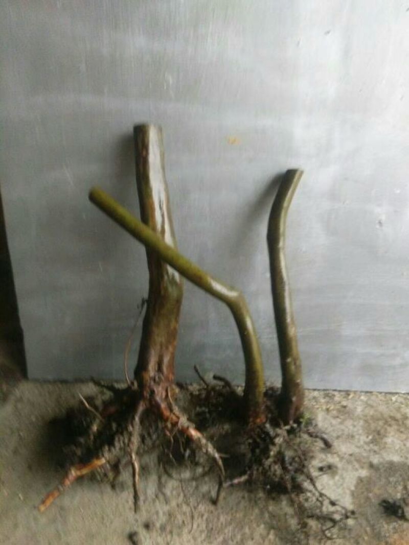 迎红杜鹃苗下山桩，十棵包邮