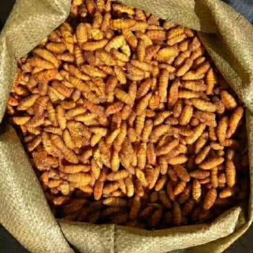 金丝蚕蛹