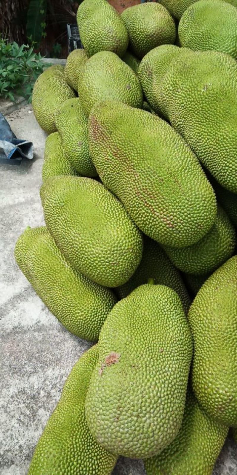 海南菠萝蜜