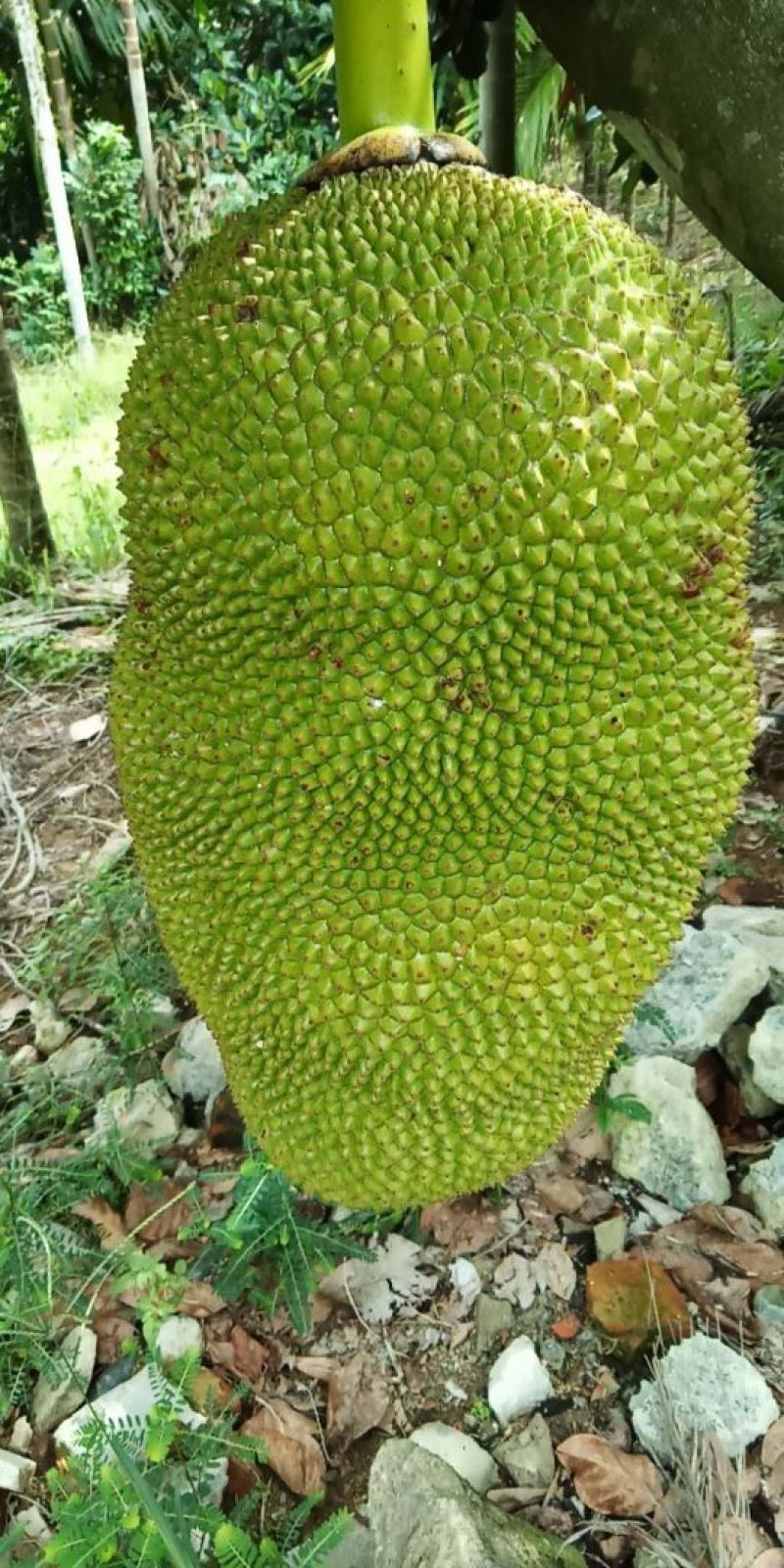 海南菠萝蜜