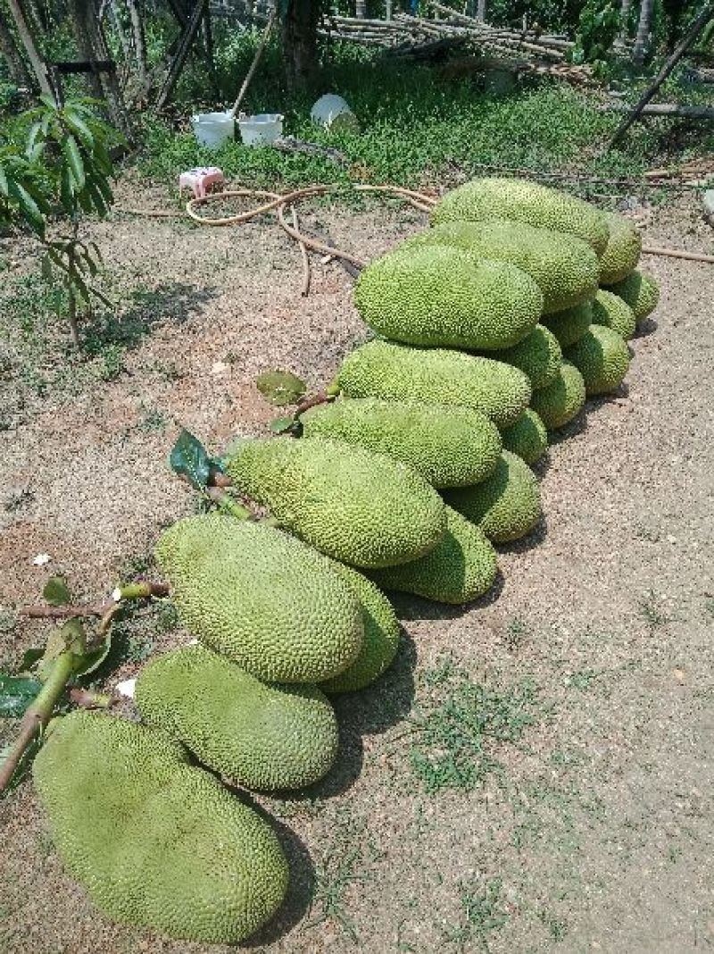 海南菠萝蜜