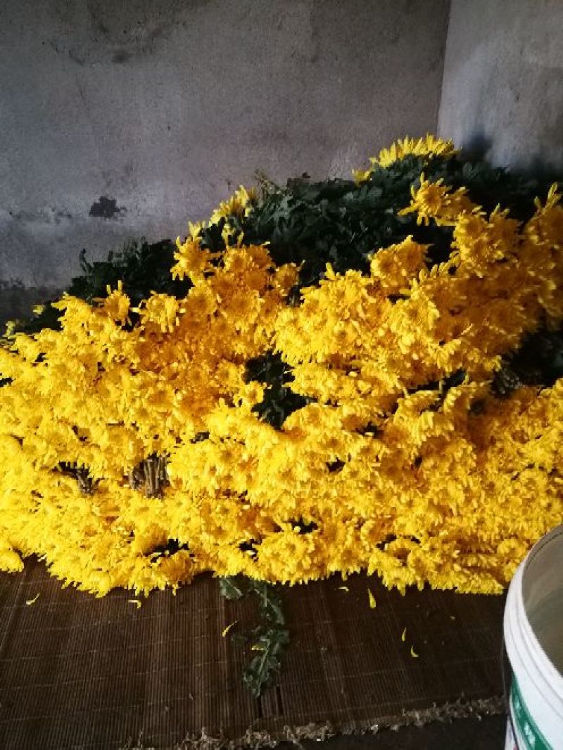 精品独杆黄菊金善