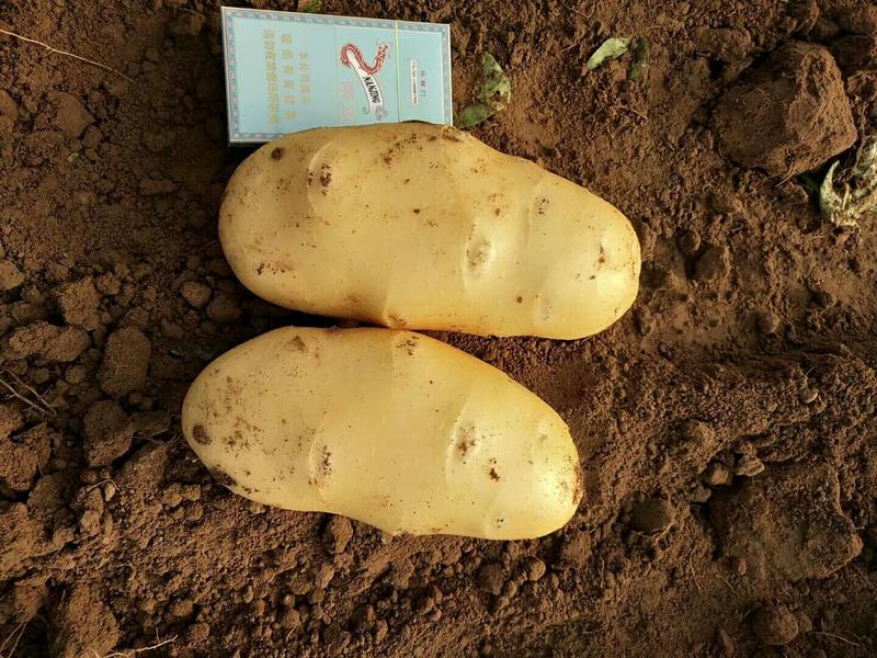 山东临沂郯城荷兰十五土豆，产地批发，保质保量，可视频看货