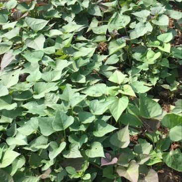 西瓜红红薯苗普薯32