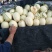 东方密