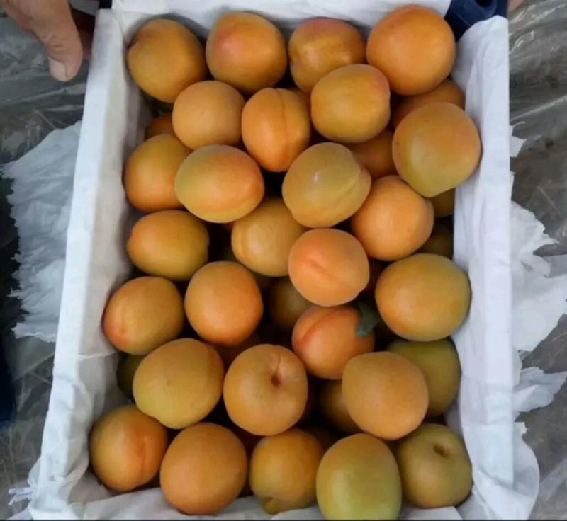 陕西大荔杏～金太阳，丰源红杏，个头大，口感好。