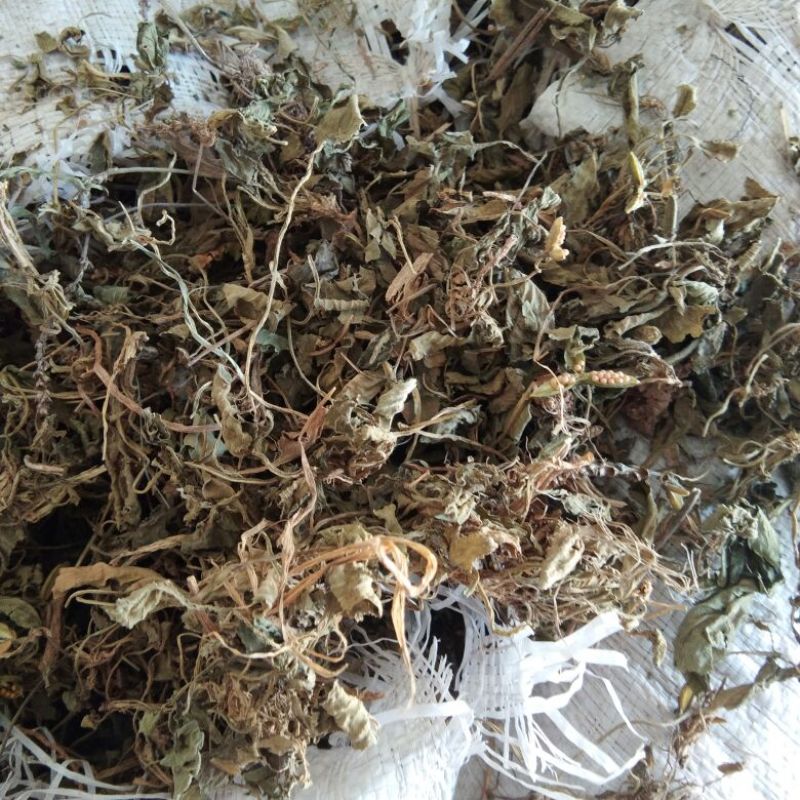 紫花地丁