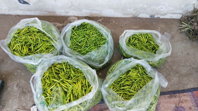 黄花菜