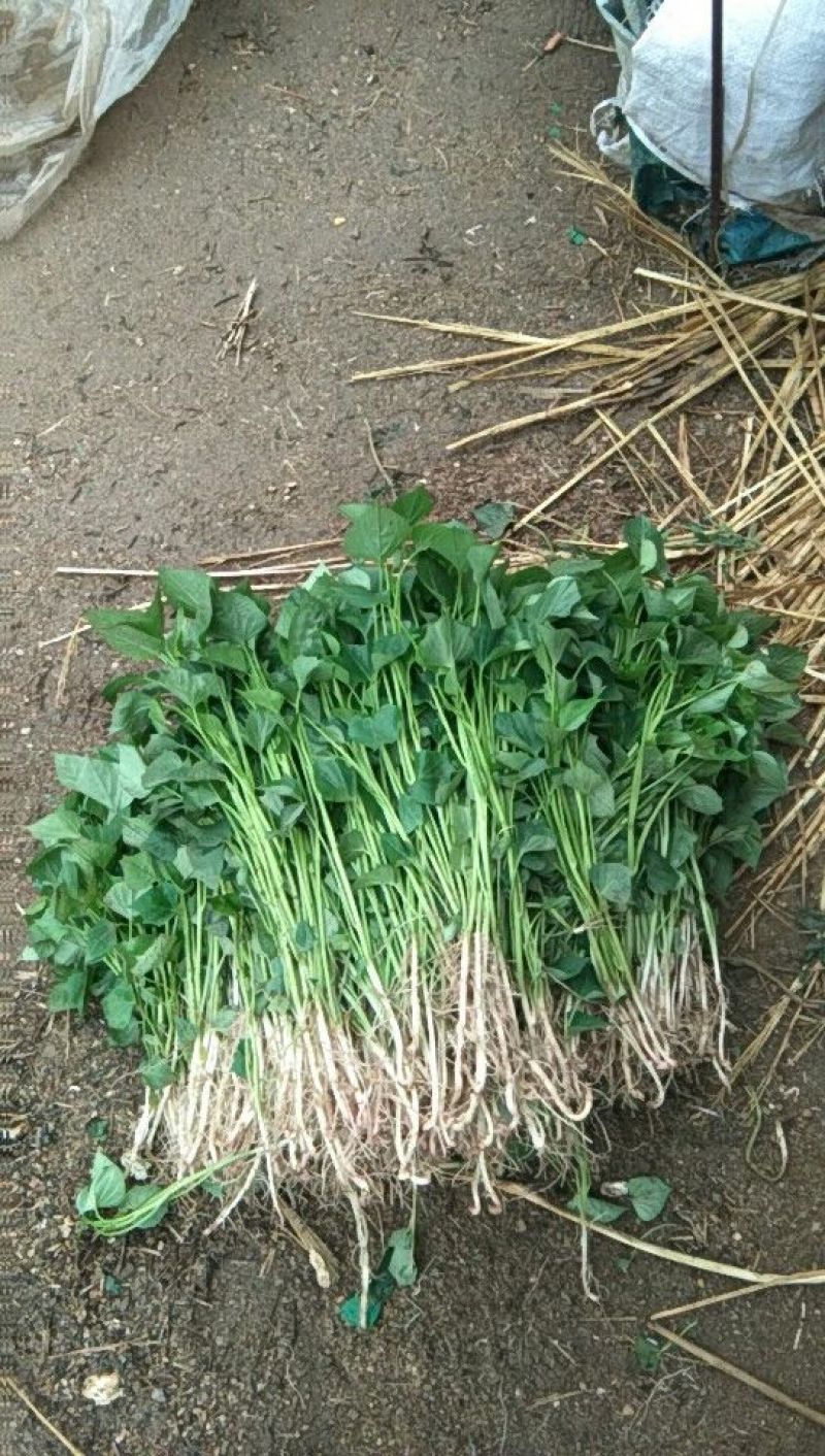 龙薯九红薯苗