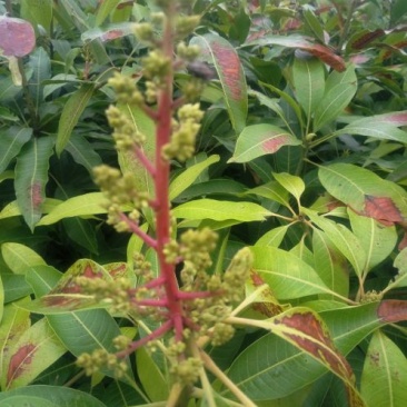 芒果苗