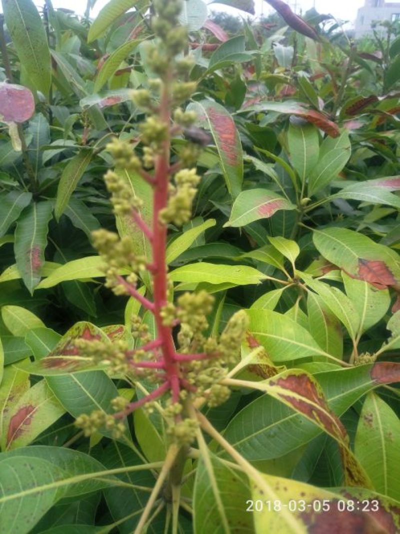 芒果苗