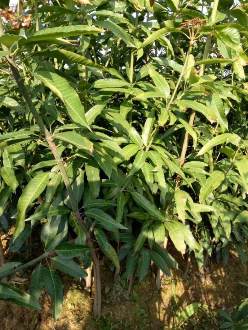 芒果苗