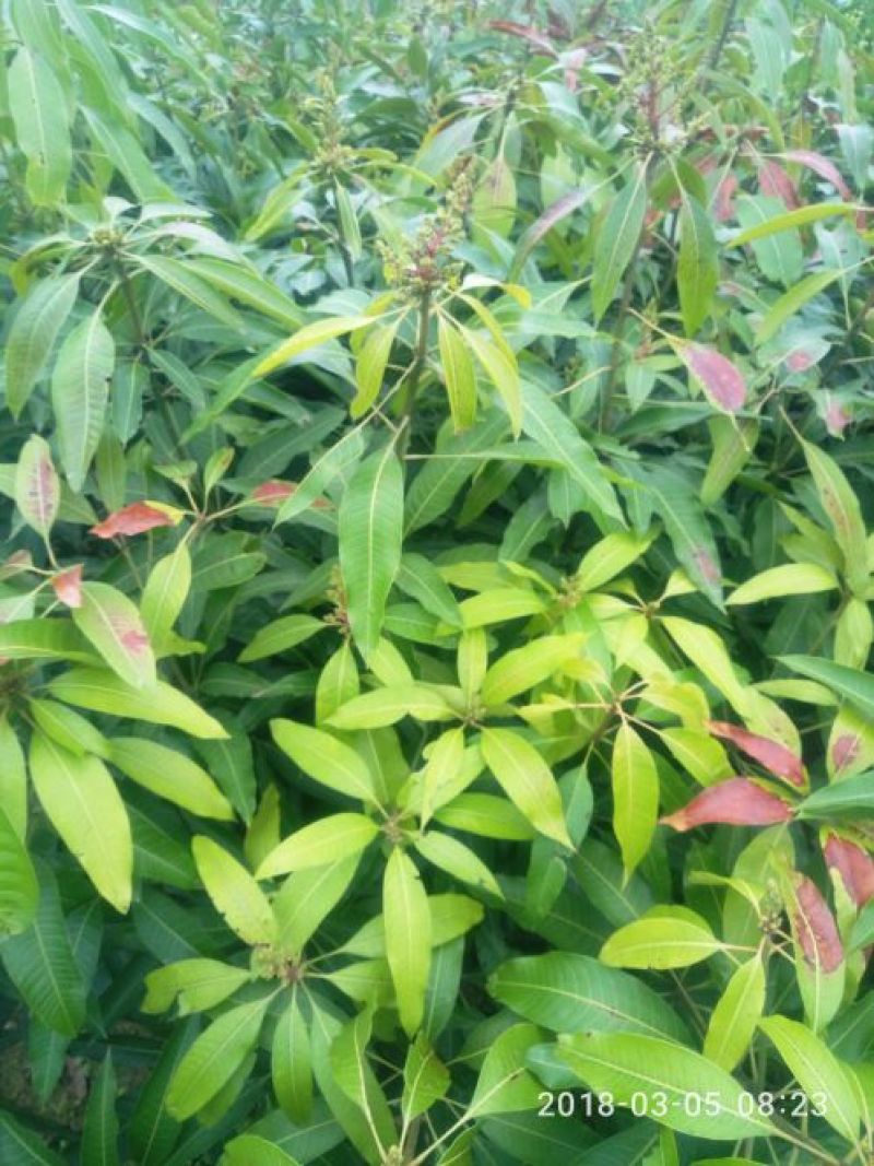 芒果苗