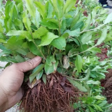 苍术种苗两年的苗朱砂点北苍术