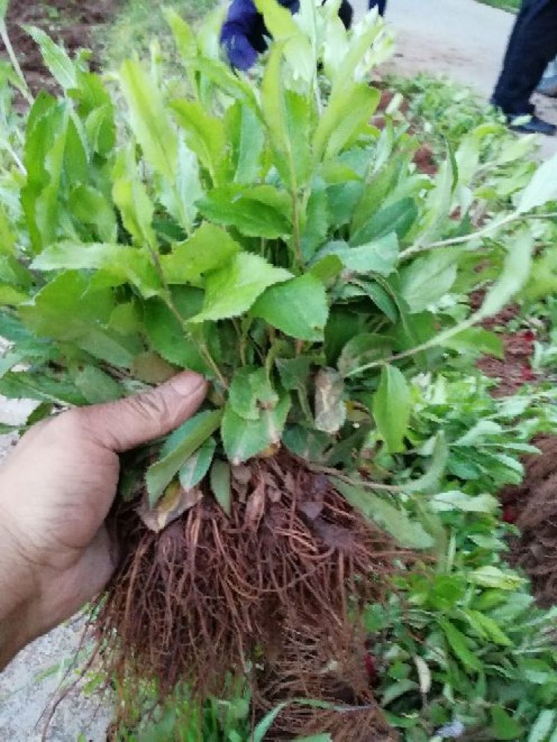 苍术种苗两年的苗朱砂点北苍术