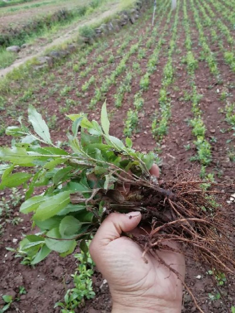 苍术种苗两年的苗朱砂点北苍术