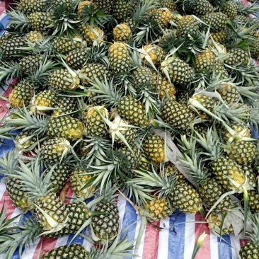 金菠萝