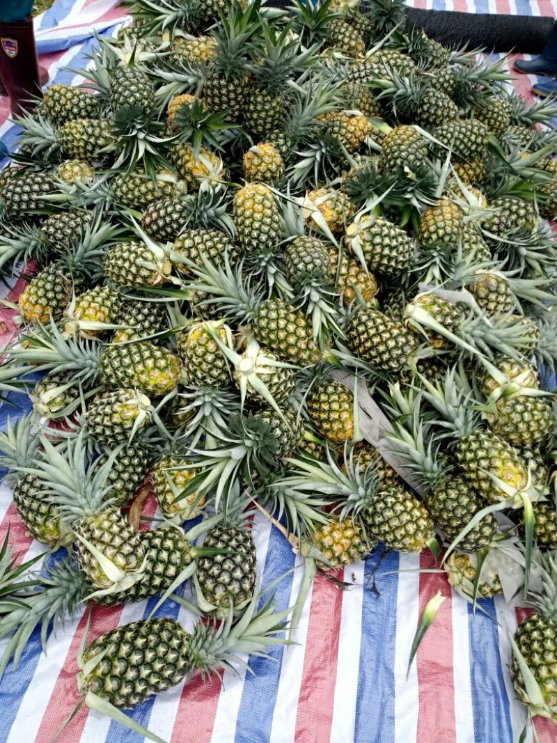 金菠萝