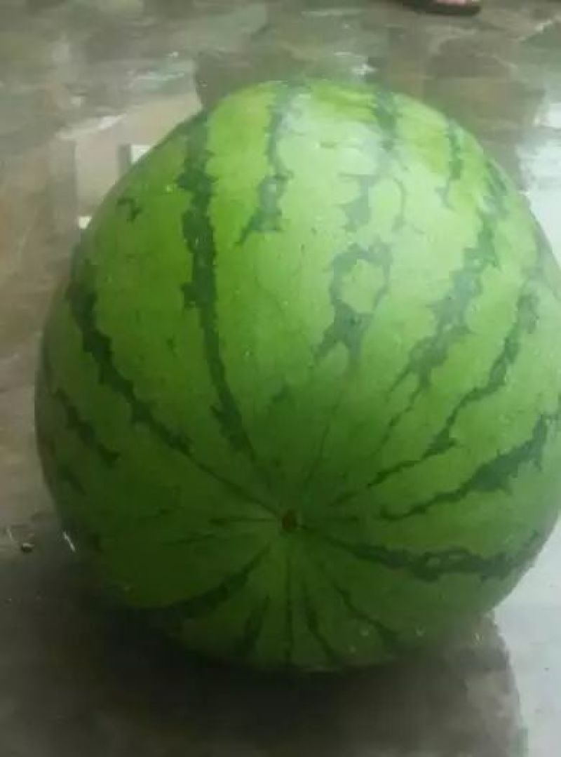 贵州省望谟县一蔗香镇精品金德花瓜
