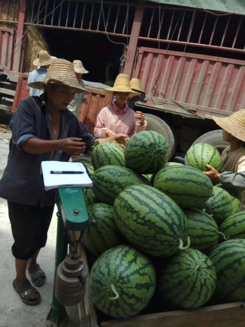 贵州省望谟县一蔗香镇精品金德花瓜