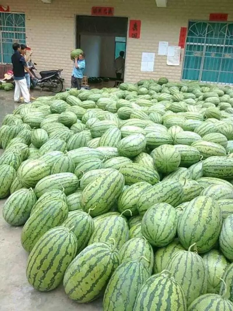 贵州省望谟县一蔗香镇精品金德花瓜