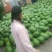 贵州省望谟县一蔗香镇精品金德花瓜