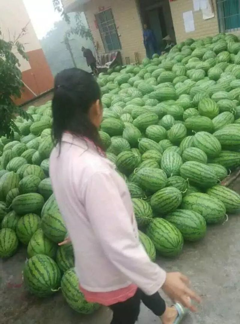 贵州省望谟县一蔗香镇精品金德花瓜
