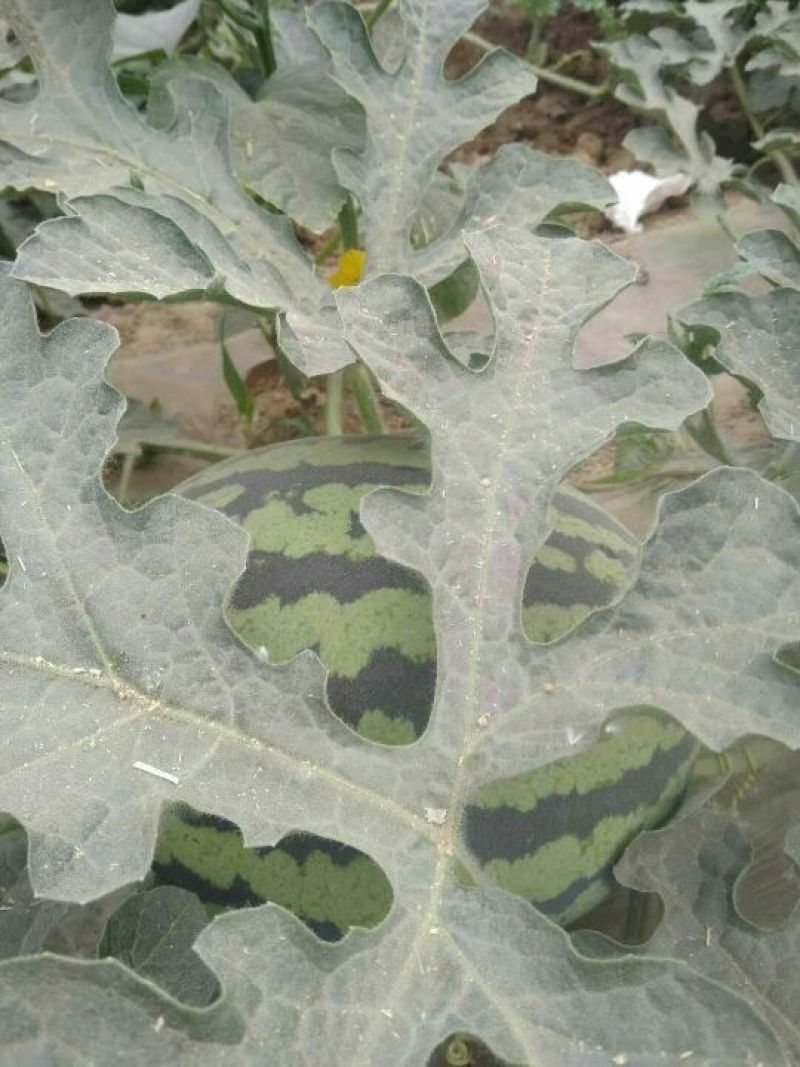 陕西大荔甜王西瓜大量供应中欢迎各大团队前来产地采购