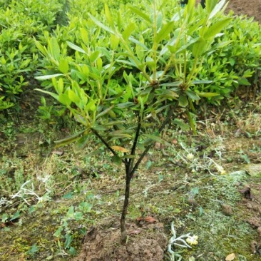 杜鹃小苗