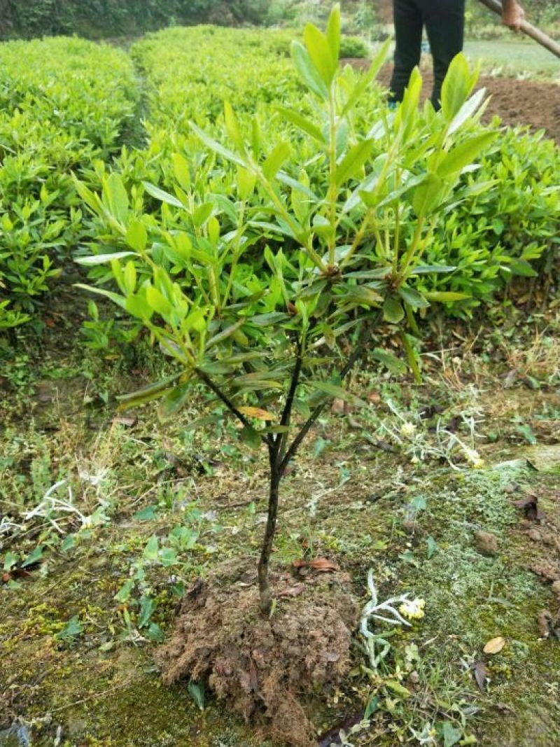 杜鹃小苗