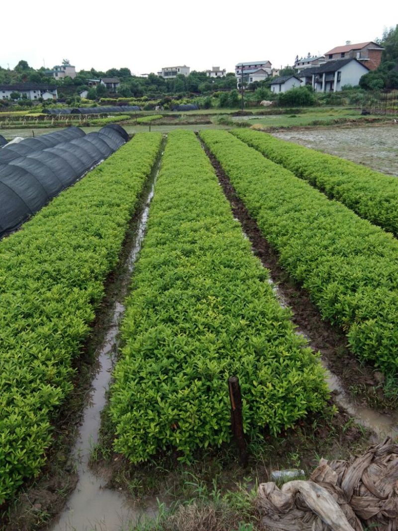杜鹃小苗