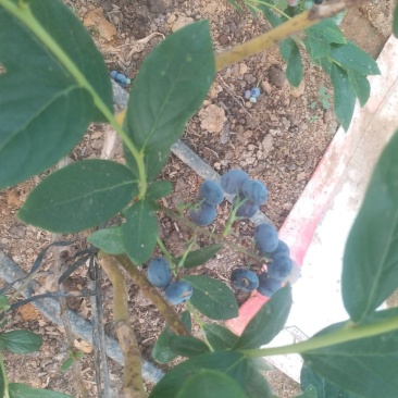 蓝莓