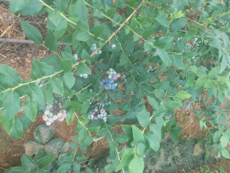 蓝莓