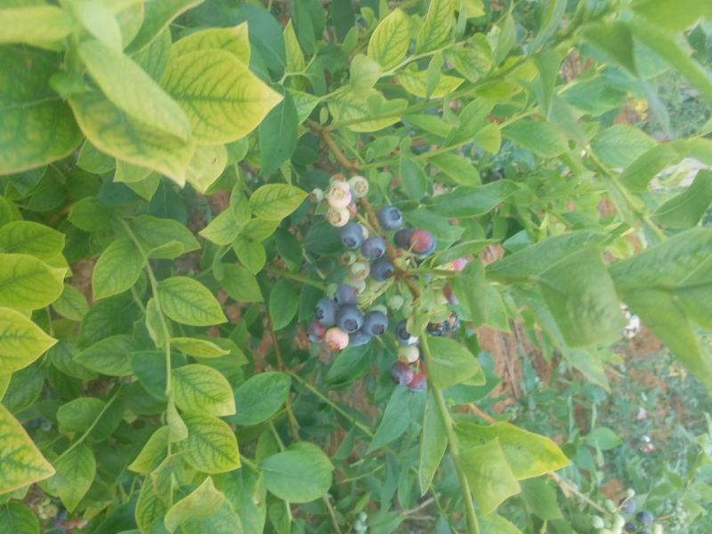 蓝莓