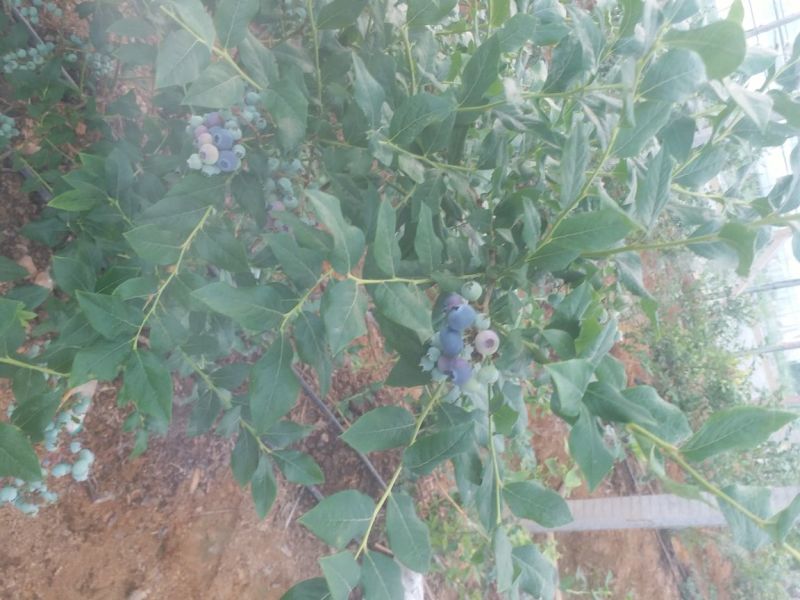 蓝莓