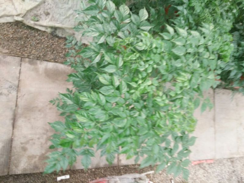 幸福树50~80cm