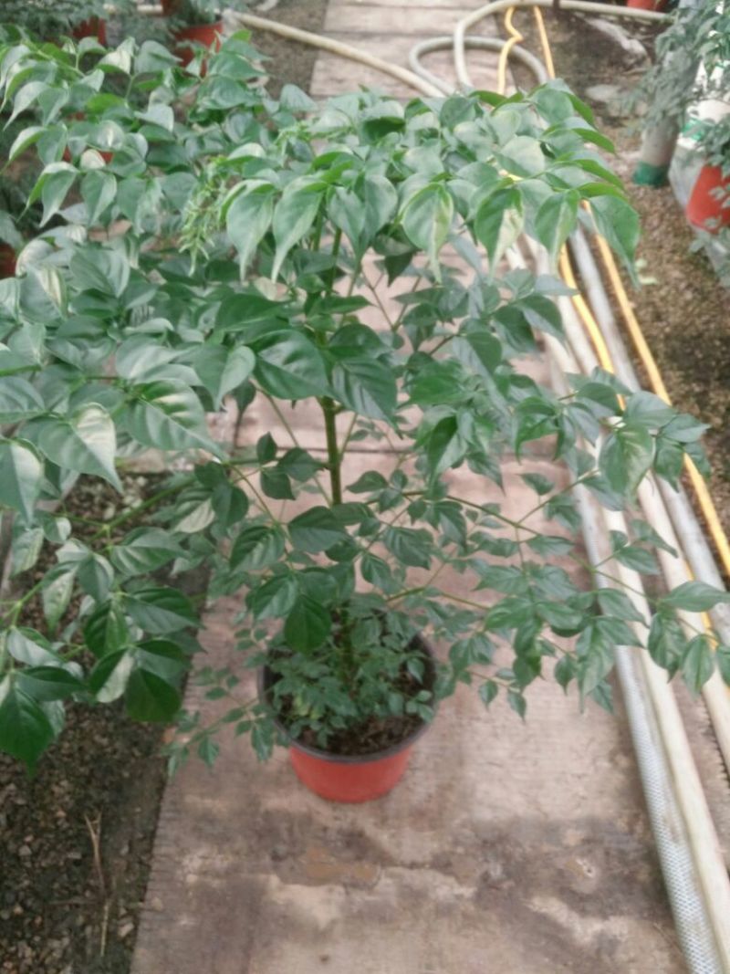 幸福树50~80cm