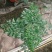 幸福树50~80cm