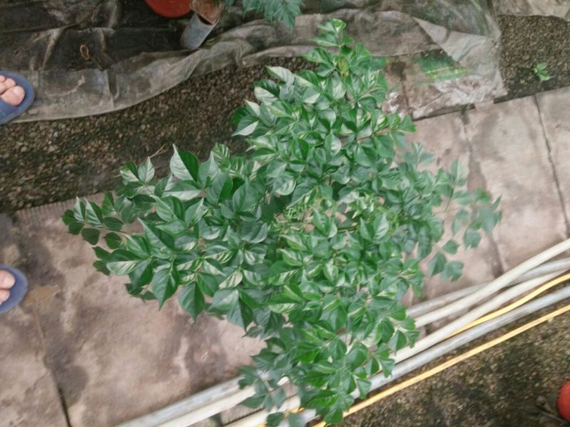 幸福树50~80cm