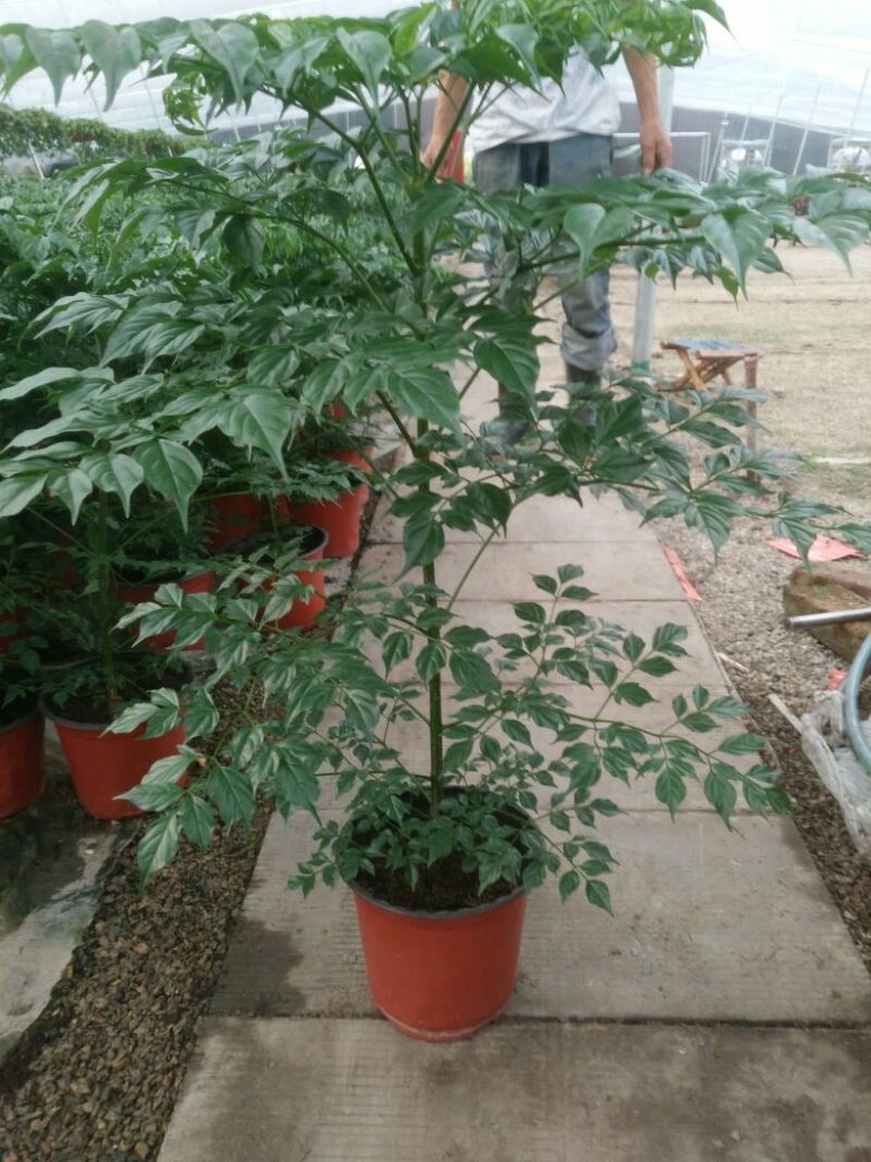 幸福树50~80cm